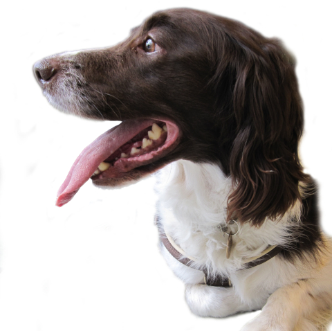 Pet travel to the EU and Northern Ireland