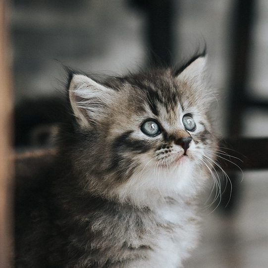 We are an independent practice