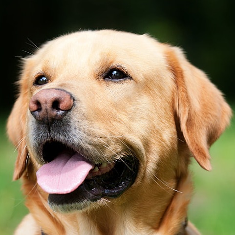 Brucella in dogs - an emerging disease risk